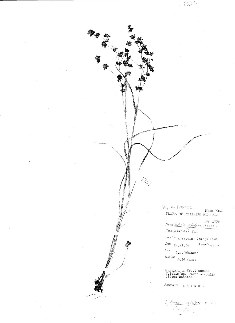 Scleria glabra
