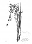 Scleria globonux