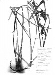 Scleria iostephana