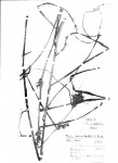 Scleria iostephana