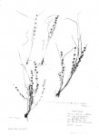 Scleria melanotricha