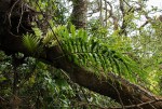 Drynaria volkensii