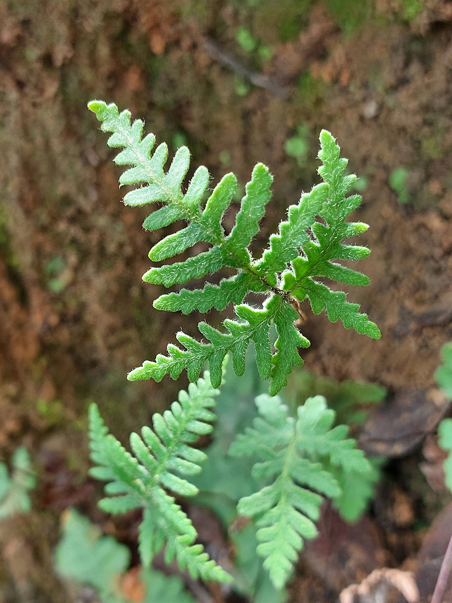 Cheilanthes similis