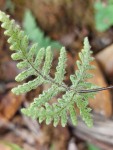 Cheilanthes similis
