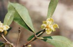 Garcinia huillensis