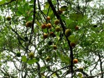 Garcinia huillensis