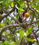 Garcinia huillensis