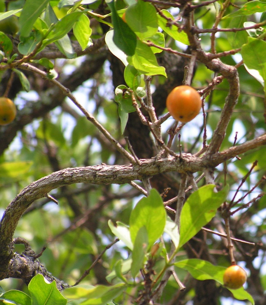 Garcinia huillensis