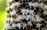 Palisota schweinfurthii