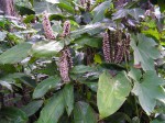 Palisota schweinfurthii
