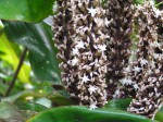 Palisota schweinfurthii
