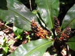 Palisota schweinfurthii