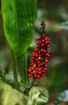 Palisota schweinfurthii