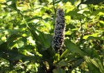 Palisota schweinfurthii