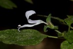 Hypoestes triflora