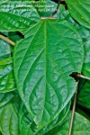 Clerodendrum umbellatum