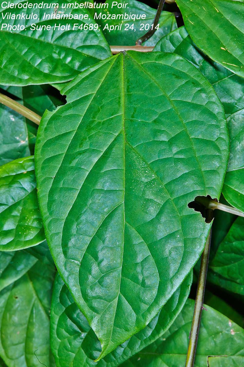 Clerodendrum umbellatum