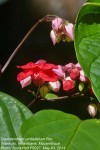 Clerodendrum umbellatum