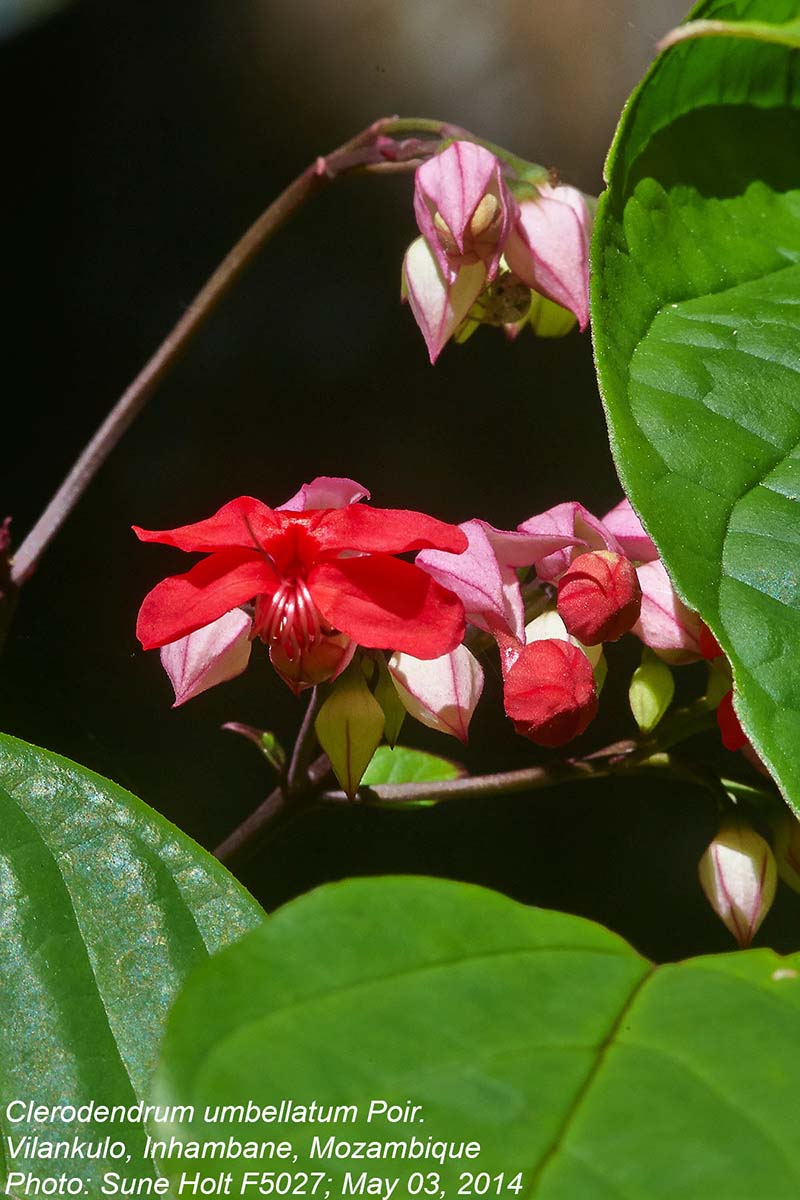 Clerodendrum umbellatum