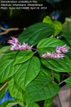 Clerodendrum umbellatum