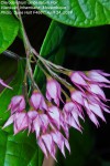 Clerodendrum umbellatum
