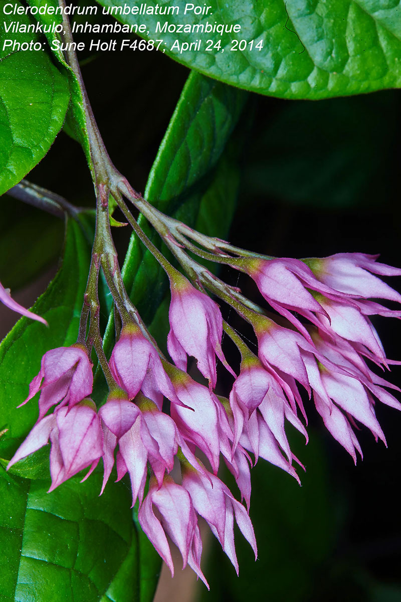 Clerodendrum umbellatum