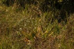 Eriocaulon schimperi