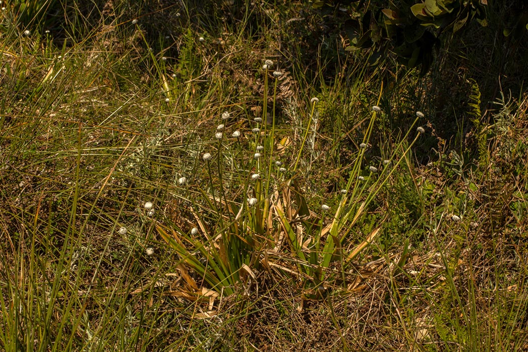 Eriocaulon schimperi