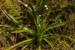 Eriocaulon schimperi