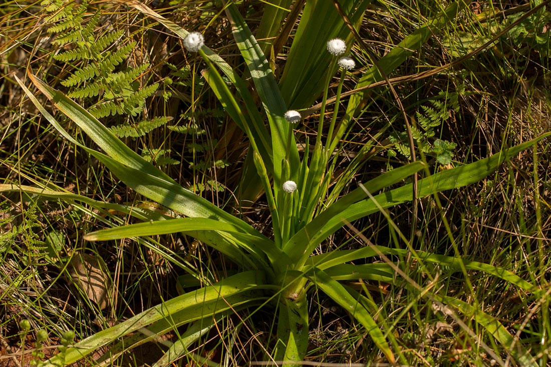 Eriocaulon schimperi