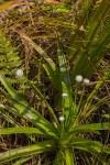 Eriocaulon schimperi