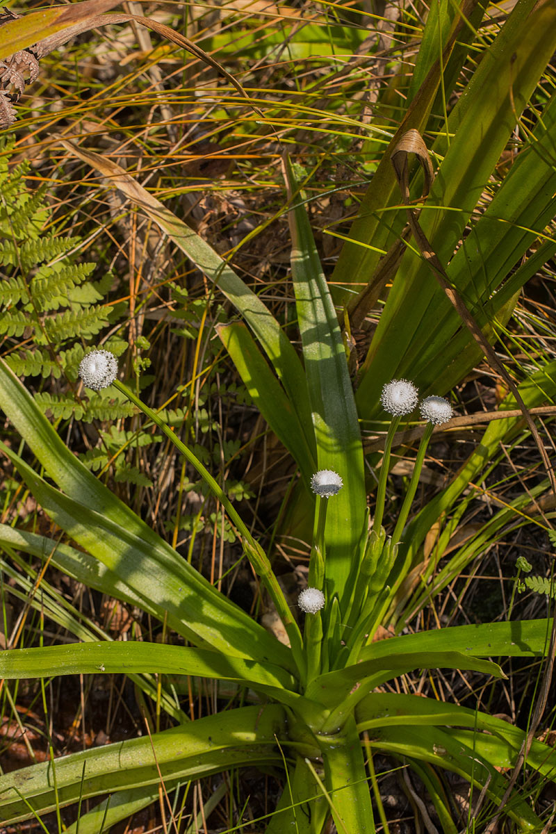 Eriocaulon schimperi