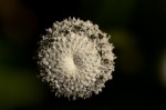Eriocaulon schimperi