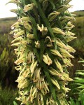 Lobelia mildbraedii