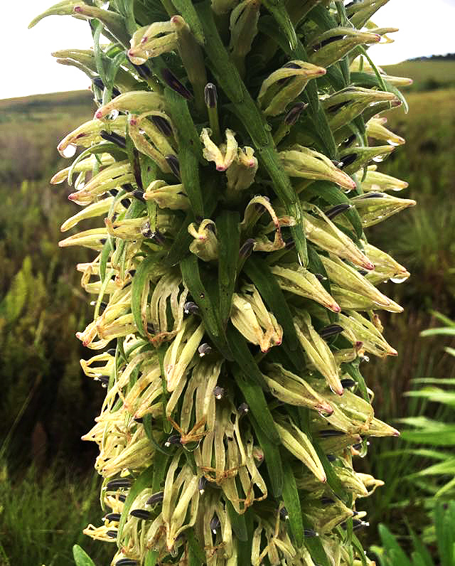 Lobelia mildbraedii