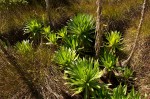 Lobelia mildbraedii