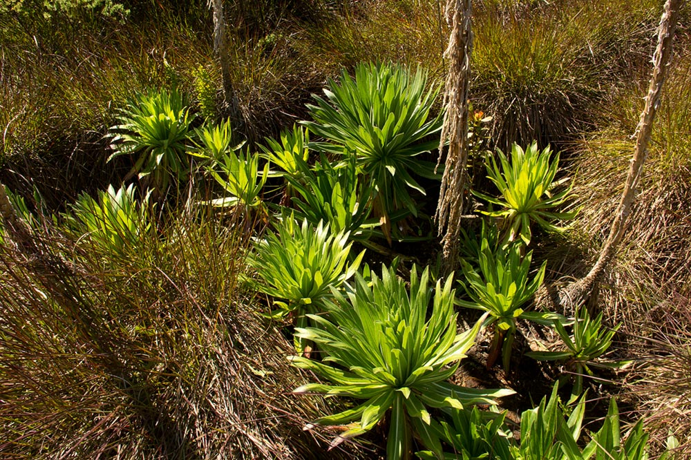 Lobelia mildbraedii