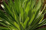 Lobelia mildbraedii