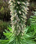 Lobelia mildbraedii