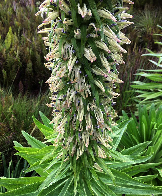 Lobelia mildbraedii