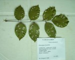 Pterocarpus tinctorius