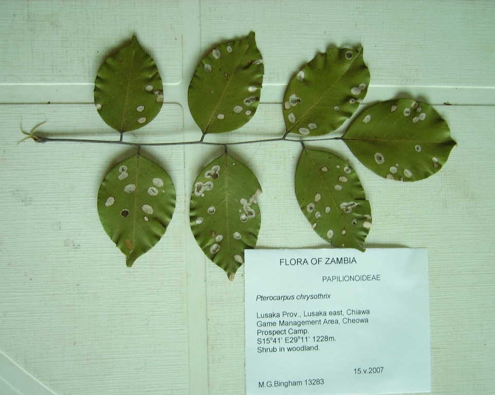 Pterocarpus tinctorius