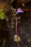 Crepidorhopalon goetzei