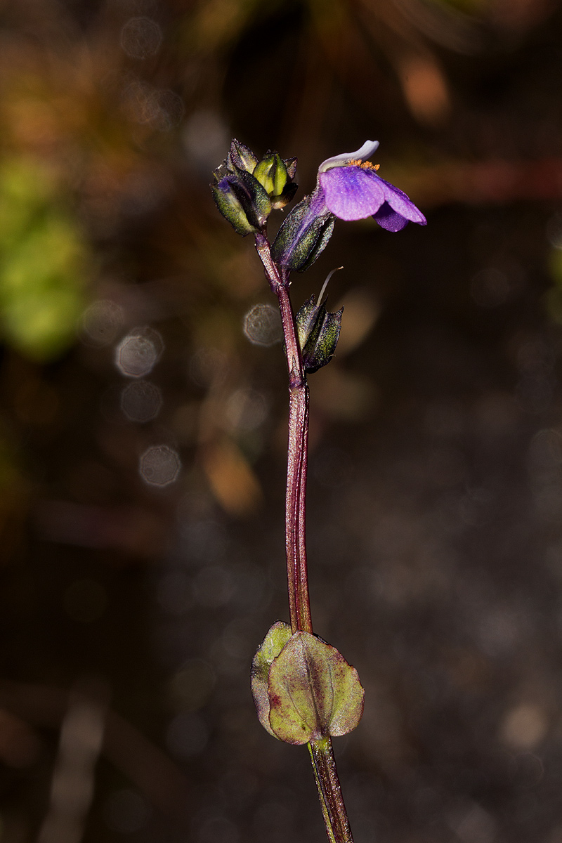 Crepidorhopalon goetzei