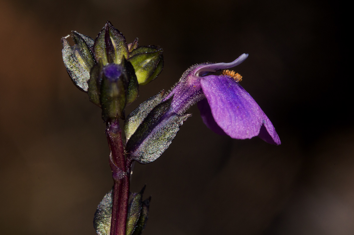 Crepidorhopalon goetzei
