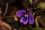 Crepidorhopalon goetzei