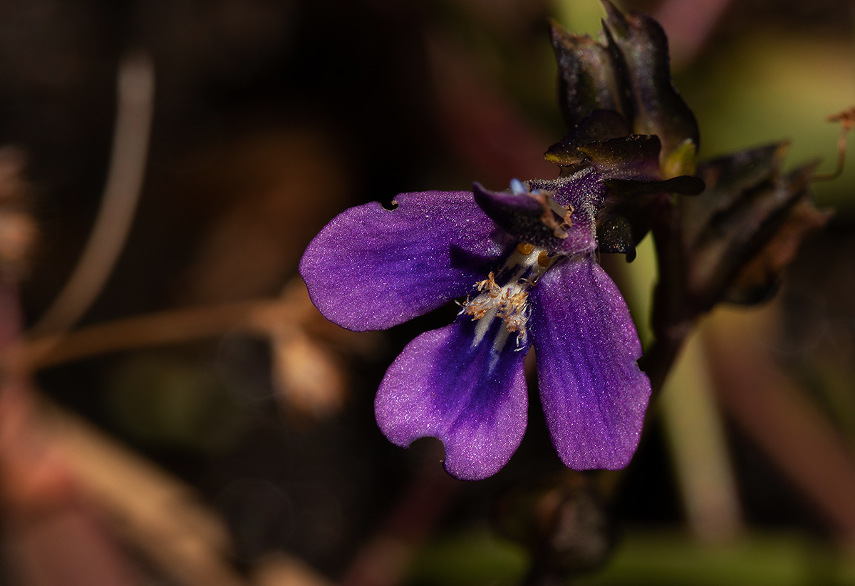 Crepidorhopalon goetzei