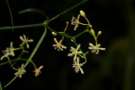 Periploca linearifolia