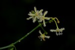 Periploca linearifolia