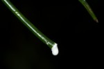 Periploca linearifolia